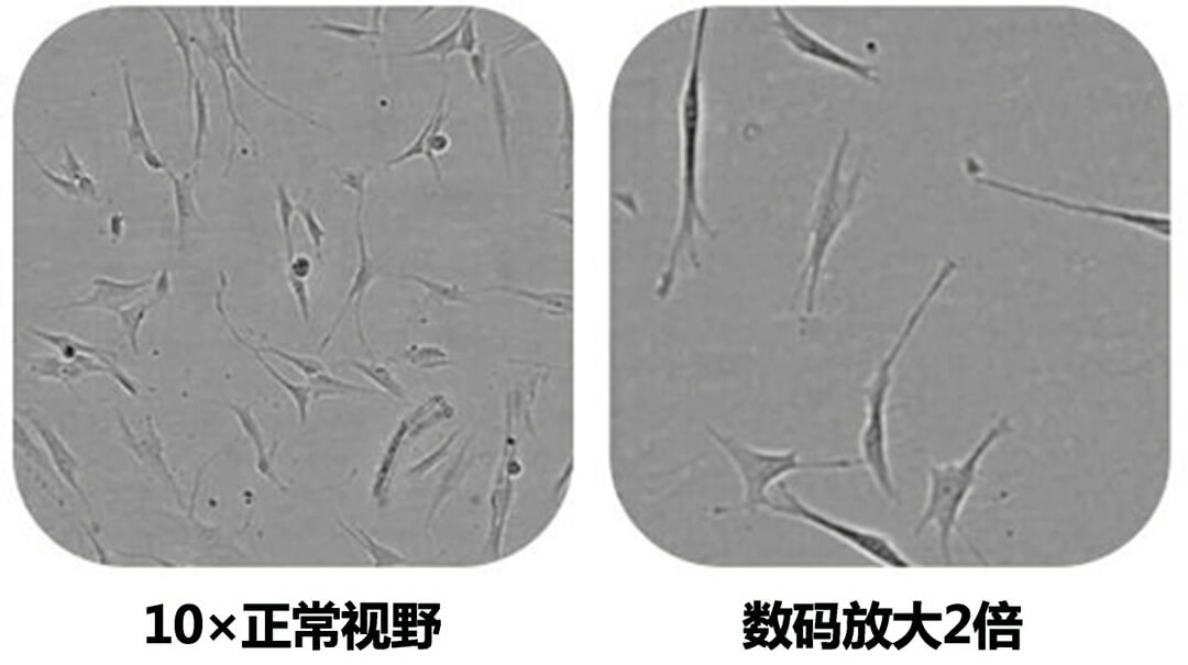 LONZA CytoSMART 2 细胞成像系统,现货销售,中国一级代理商