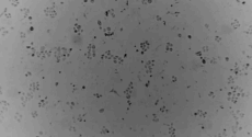 LONZA CytoSMART 2 细胞成像系统,现货销售,中国一级代理商
