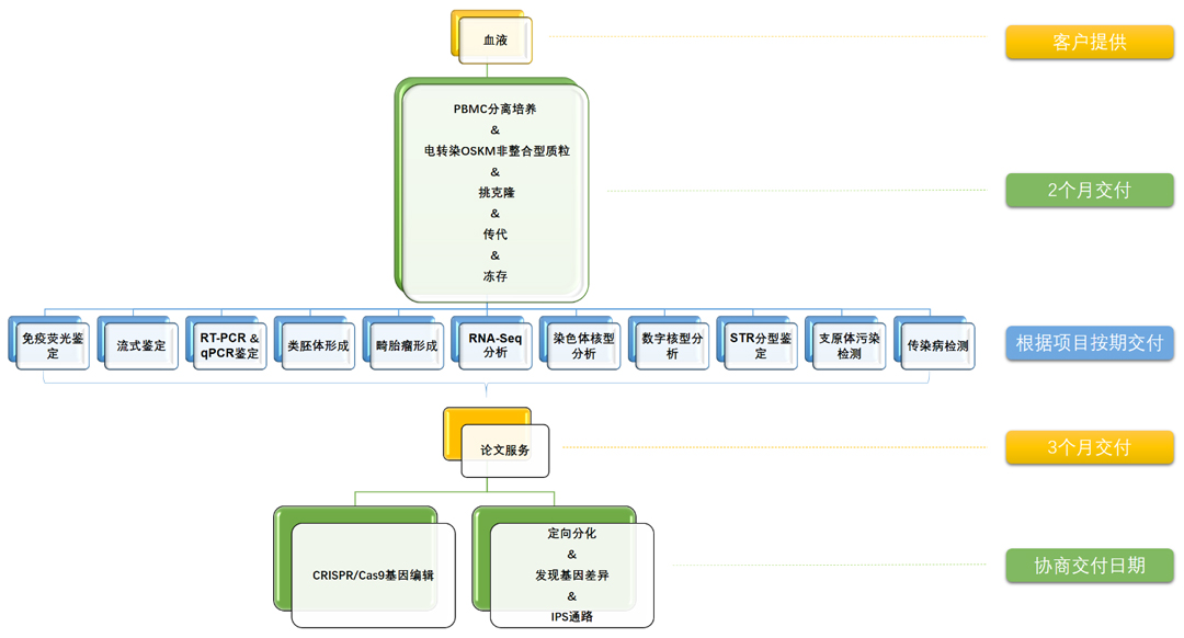 iPS细胞建系、鉴定、基因编辑、定向分化实验服务