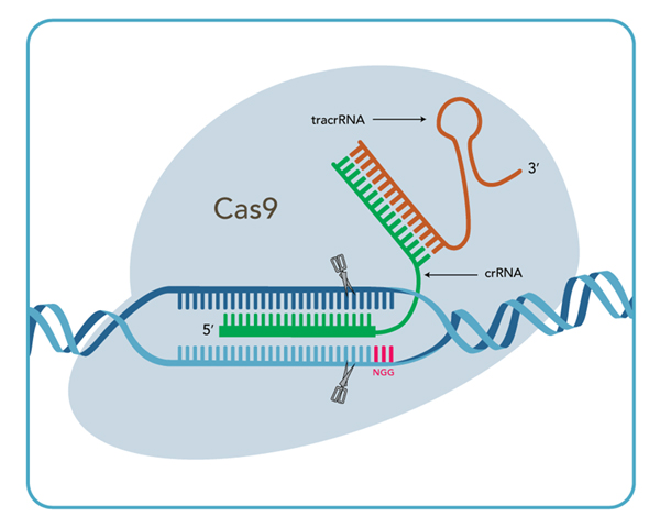 IDT CRISPR/Cas9ø