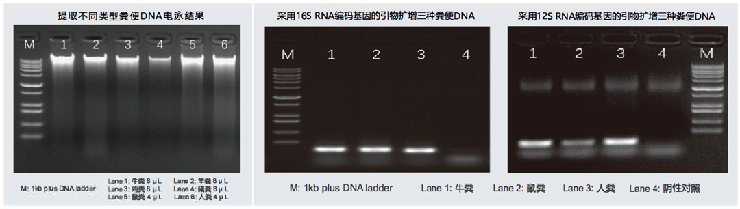 MP BiomedicalsĤDNAȡԼУSPINeasy DNA Kit for Feces