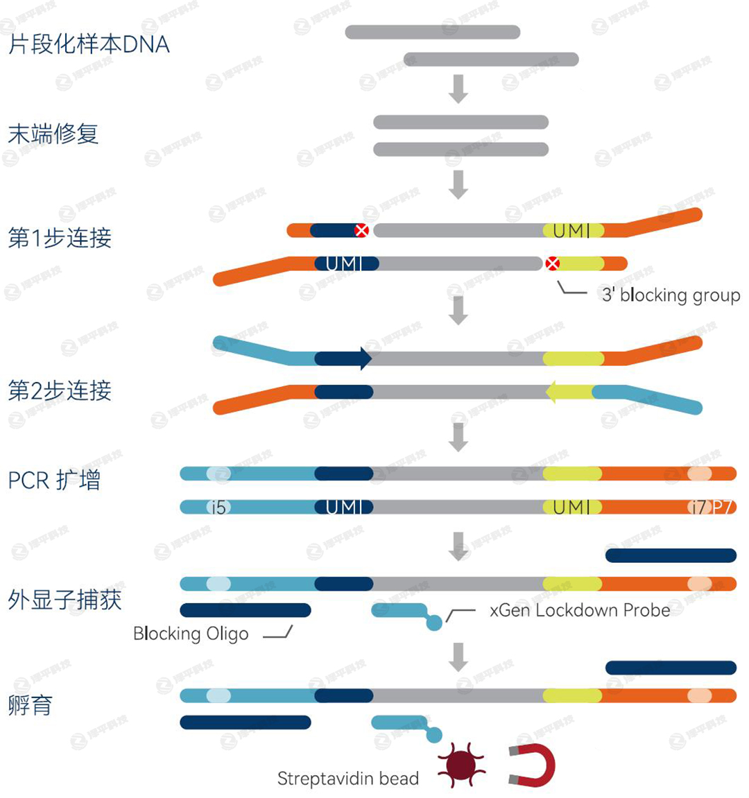 IDT xGen cfDNA & FFPE DNAĿƱԼ ̱ƽ