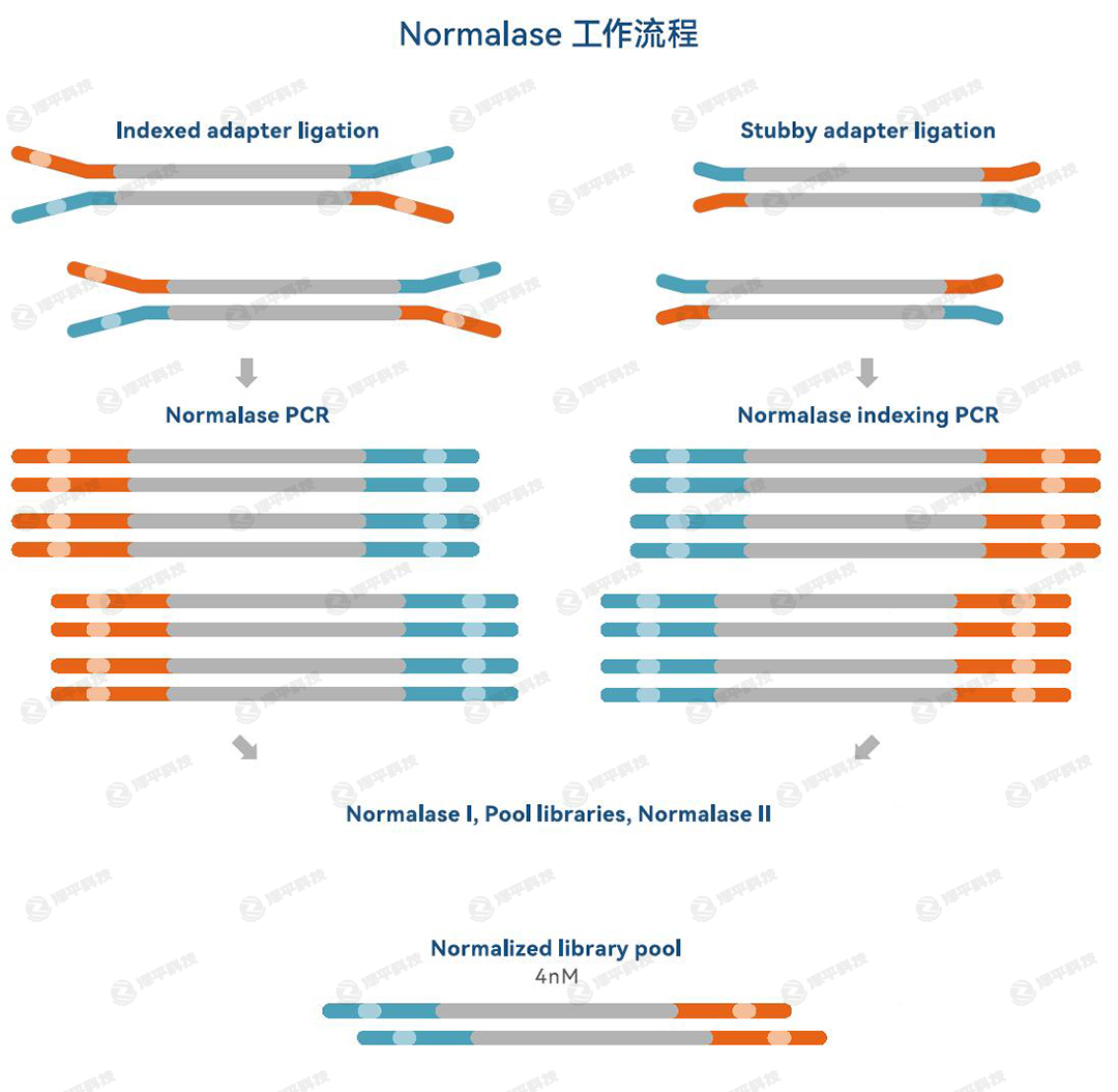 IDT xGen Normalase ĿһԼеḺ̴́ƽ