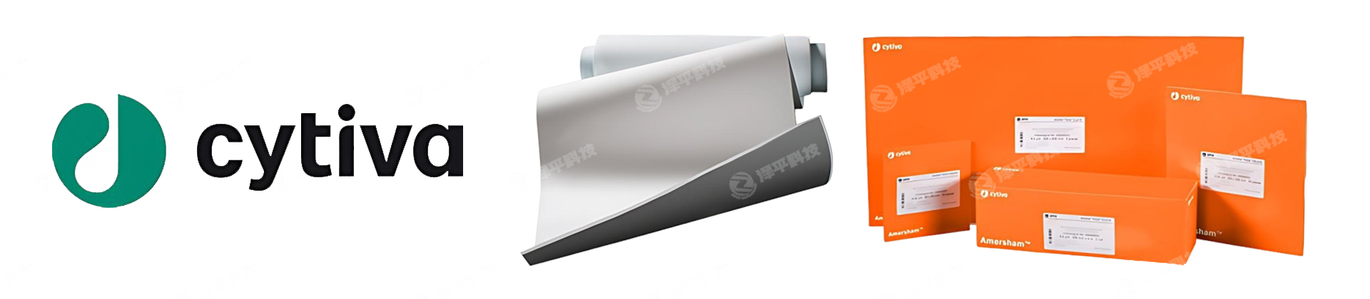 CyitvaNCתӡĤ,PVDFתӡĤ, Western Blotting׵Ӿӡ̱ƽ