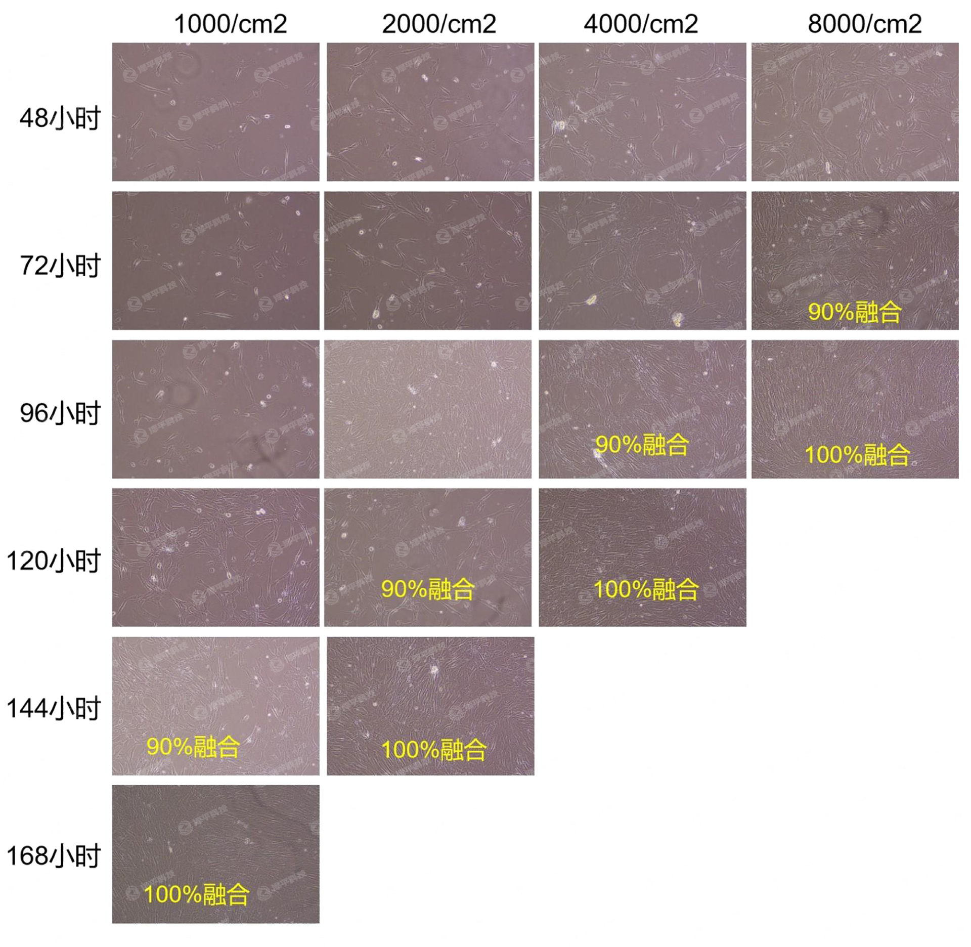 MPѪСѽҺʸϸMSCS̱ƽ