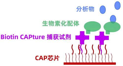 biacore CAPоƬ�����̱�����ƽ