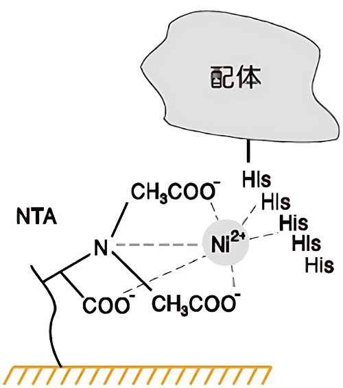 biacore NTAоƬ�����̱�����ƽ