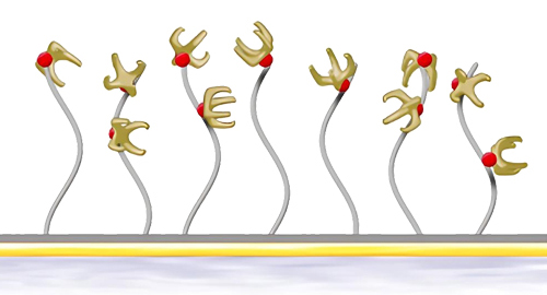 biacore NTAоƬ�����̱�����ƽ