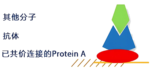 biacore Protein A оƬ�����̱�����ƽ