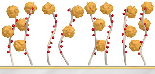 biacore Protein A оƬ�����̱�����ƽ