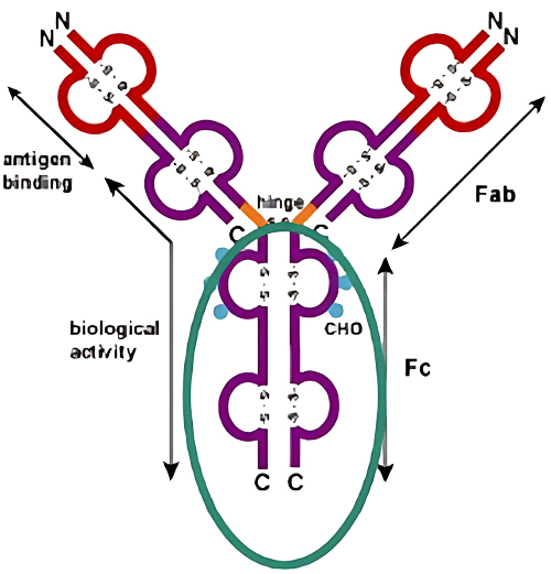 biacore Protein A оƬ�����̱�����ƽ