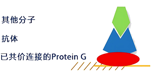 biacore Protein G оƬ�����̱�����ƽ