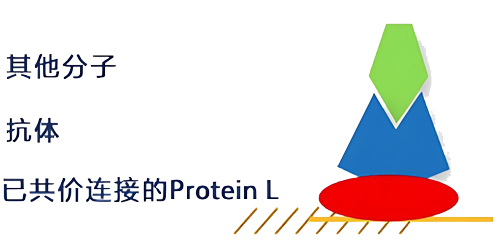 biacore Protein L оƬ�����̱�����ƽ