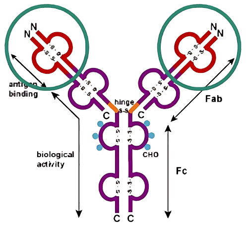 biacore Protein L оƬ�����̱�����ƽ