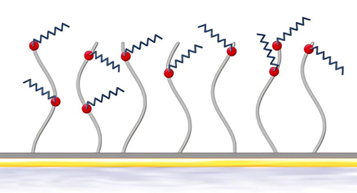 biacore L1оƬ�����̱�����ƽ