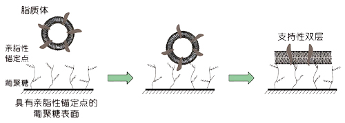 biacore L1оƬ�����̱�����ƽ