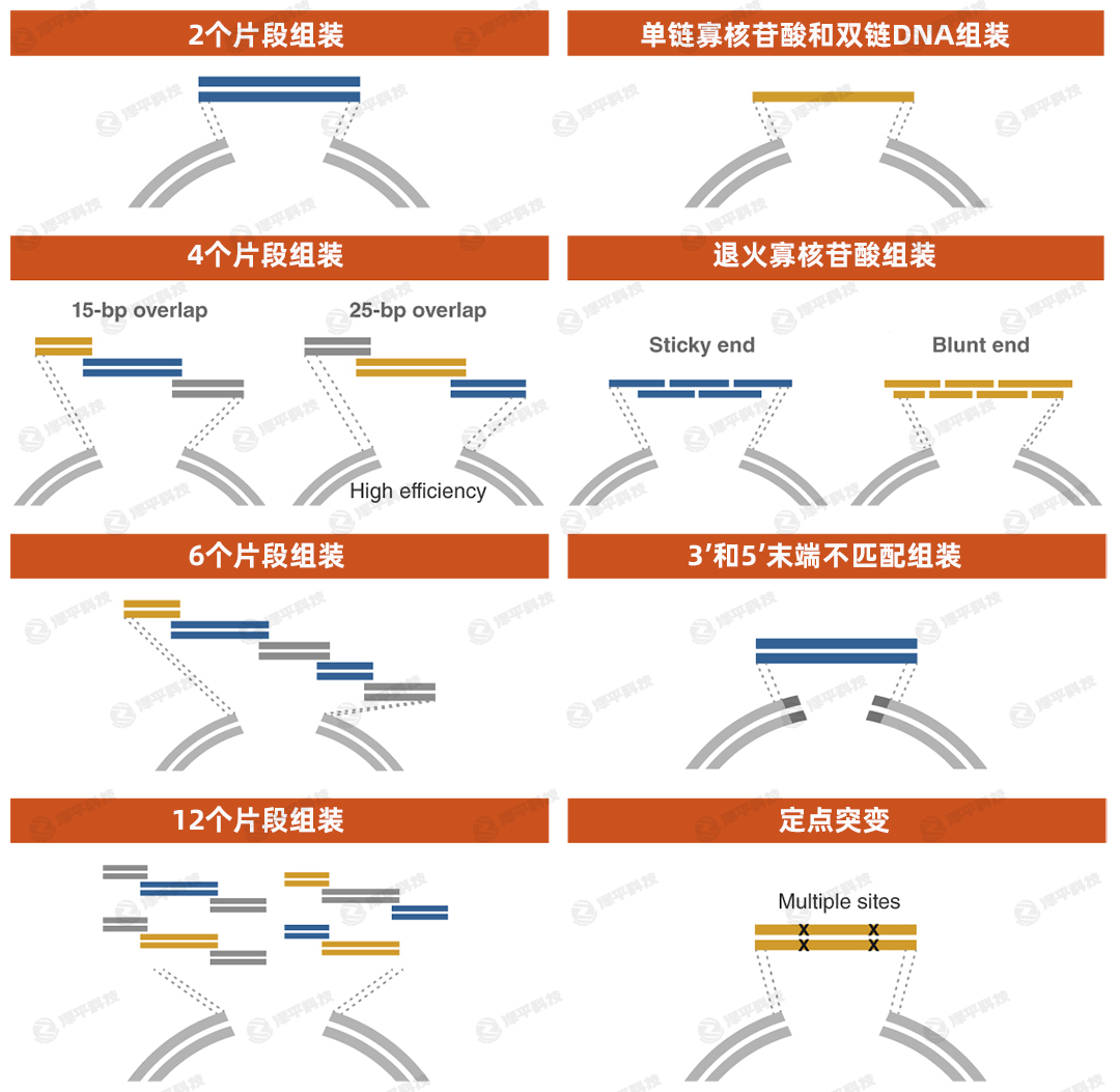 NEBuilder无缝克隆同源重组Gibson组装吉布森组装 代理商北京泽平