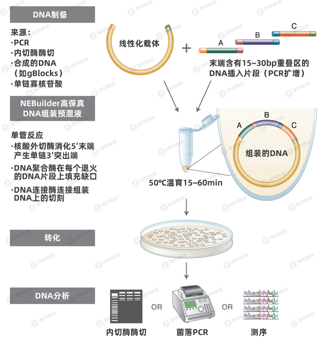 NEBuilder无缝克隆同源重组Gibson组装吉布森组装 代理商北京泽平