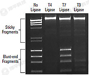 NEB T7 DNA ø T7 DNA LigaseM0318 ̱ƽ