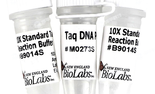 NEB Taq DNA ۺø / TaqDNAۺø̱ƽ