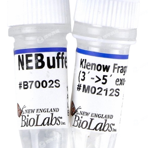 NEB Klenow DNA ۺøIƬδ̱ƽ