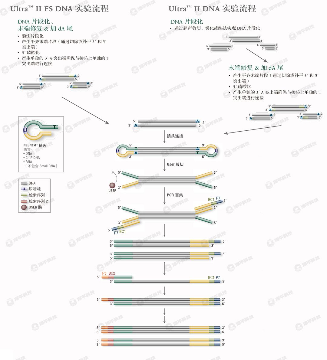 NEBNext Ultra II DNA ĿƱ ̱ƽ