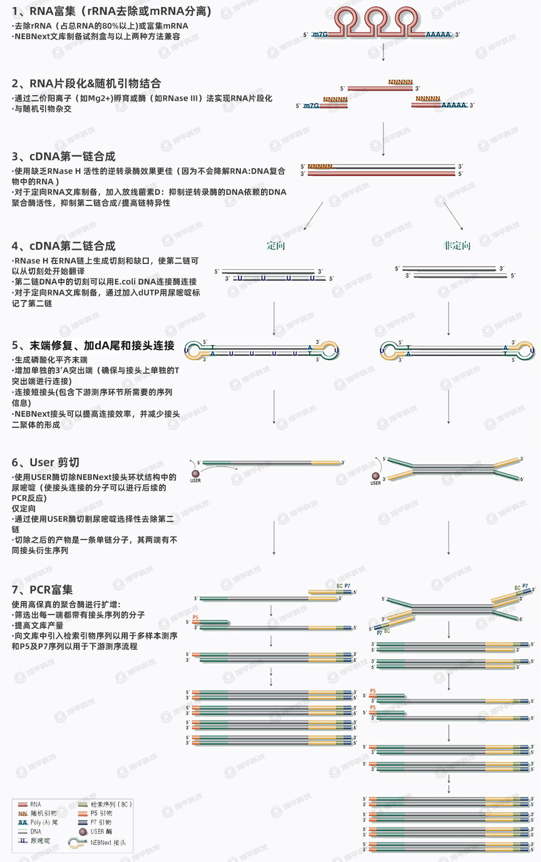 NEB RNA򽨿̴̱ƽ