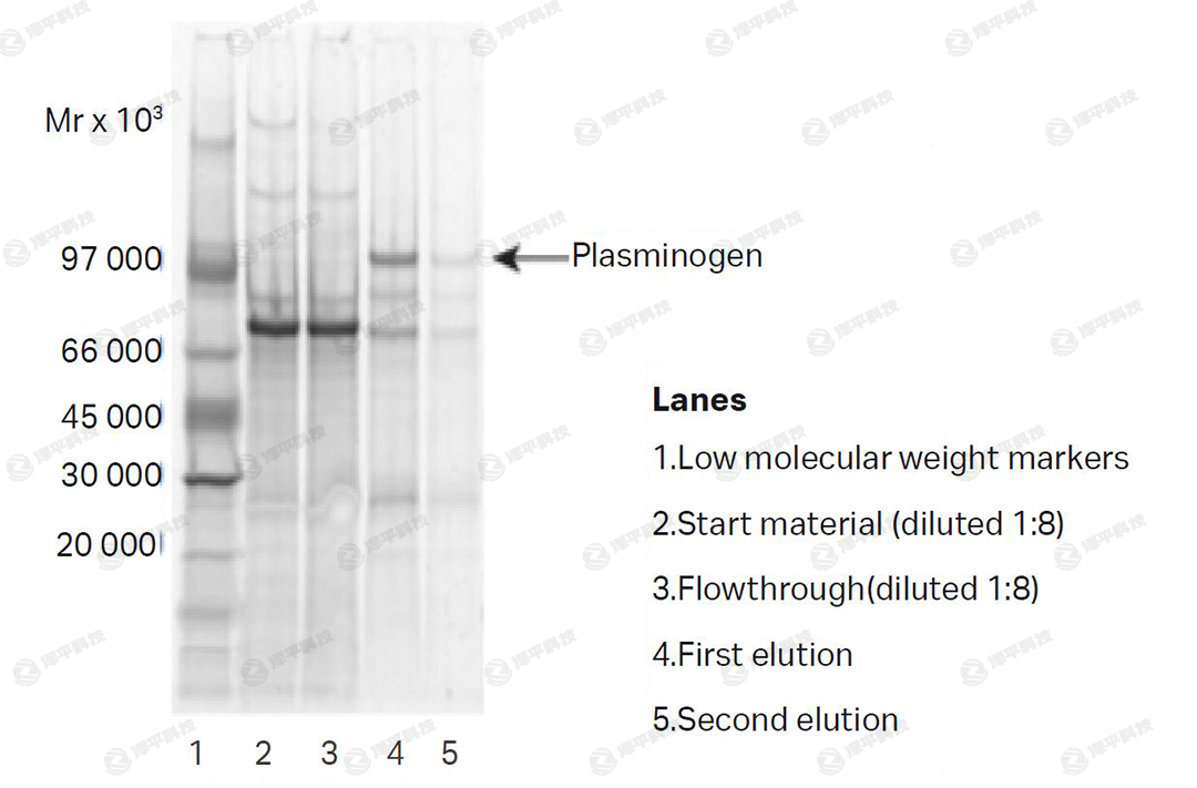 cytiva Protein A Mag Sepharose ̱ƽ