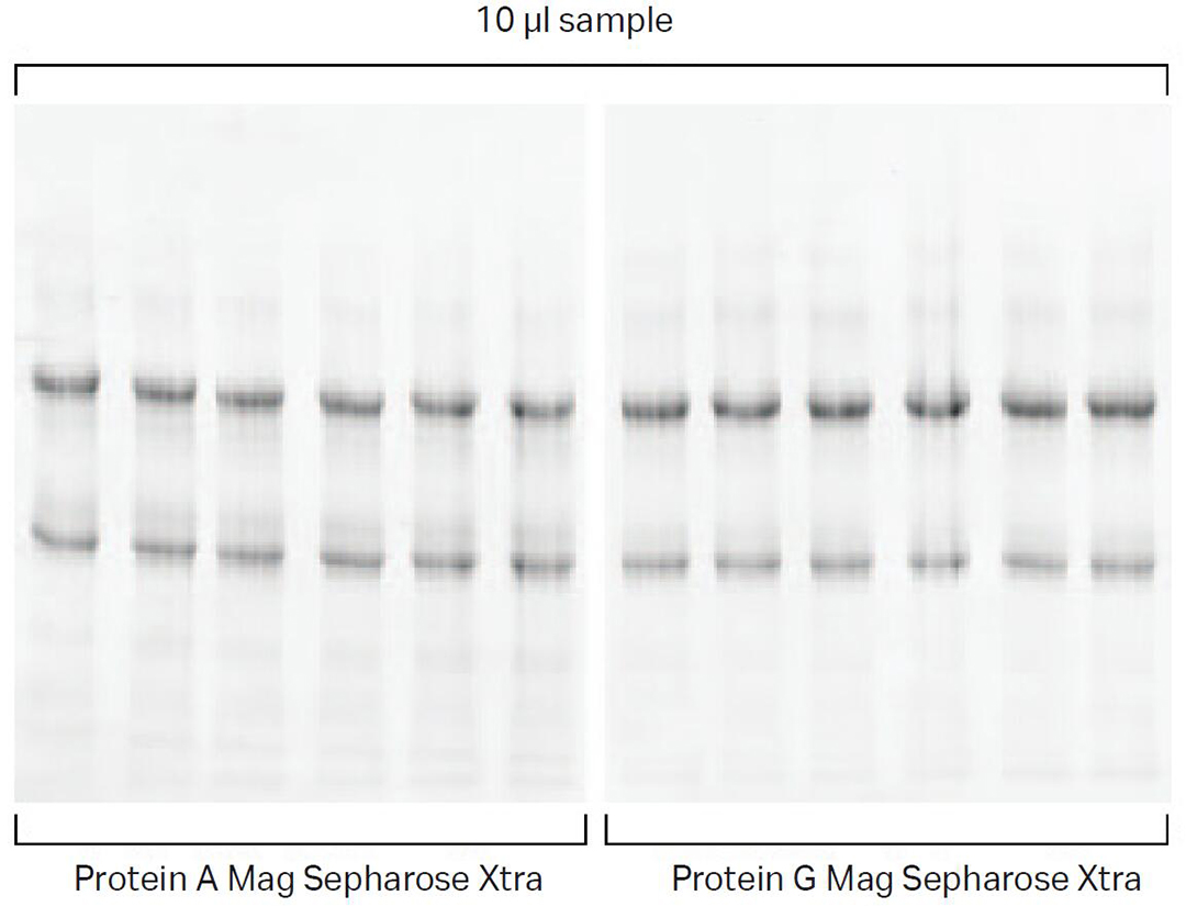 cytiva Protein A Mag Sepharose Xtra ̱ƽ