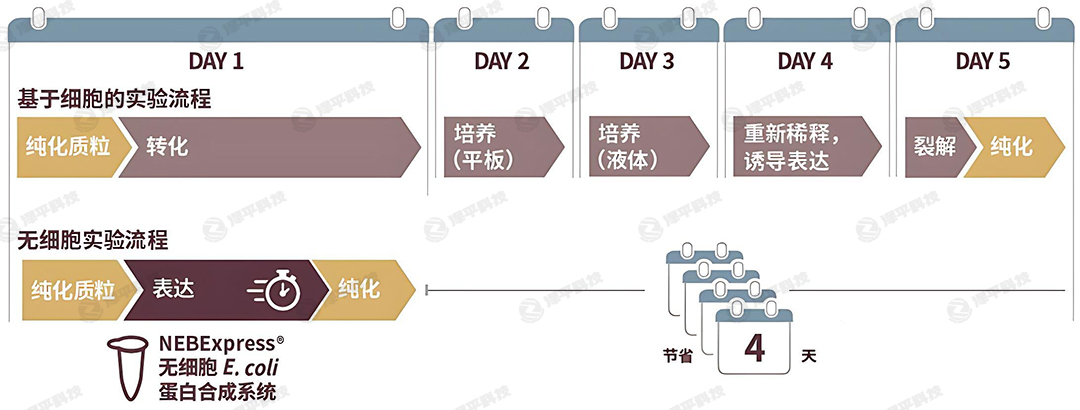 NEB无细胞表达实验流程 代理商北京泽平