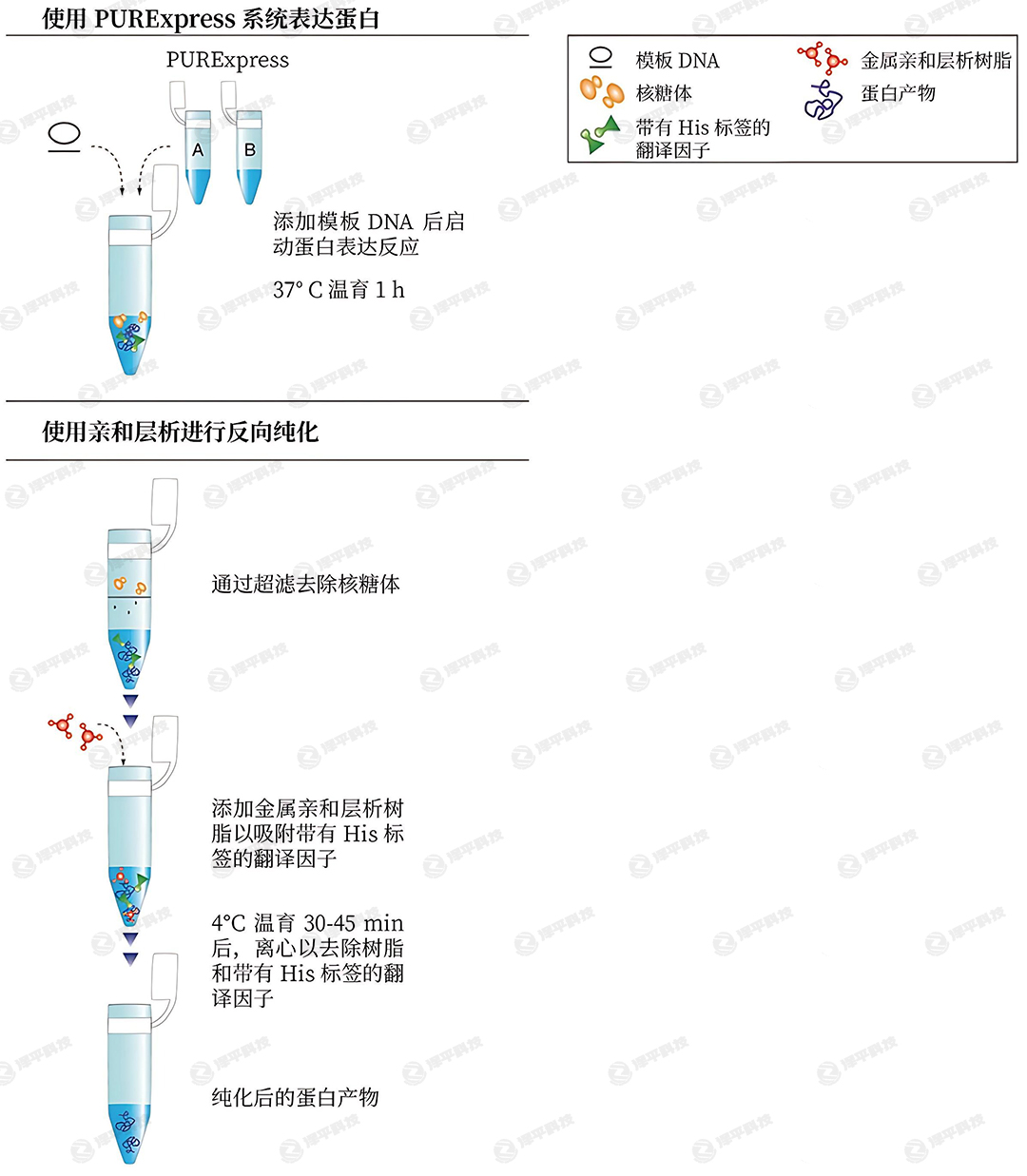 PURExpress系统进行蛋白表达和纯化示意图 代理商北京泽平