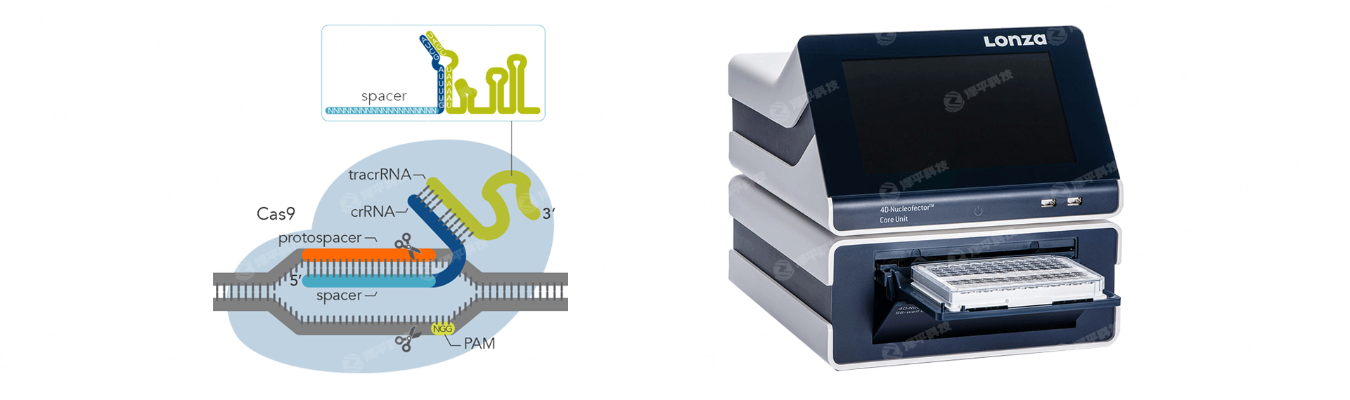 北京泽平动物细胞CRISPR-Cas9基因编辑实验技术服务