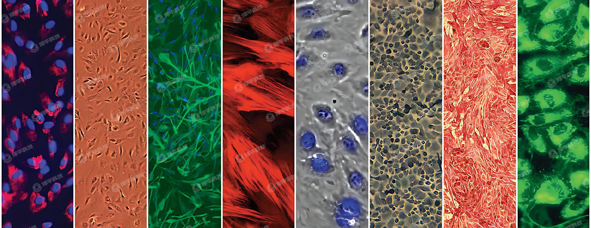 北京泽平人原代细胞培养和类器官构建实验技术服务