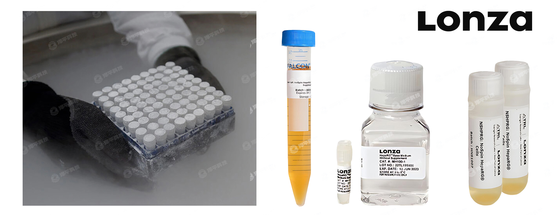Lonza HepaRG�˸ΰ�ϸ��ϵ��HepaRGϸ��������ʵ��ͼ
