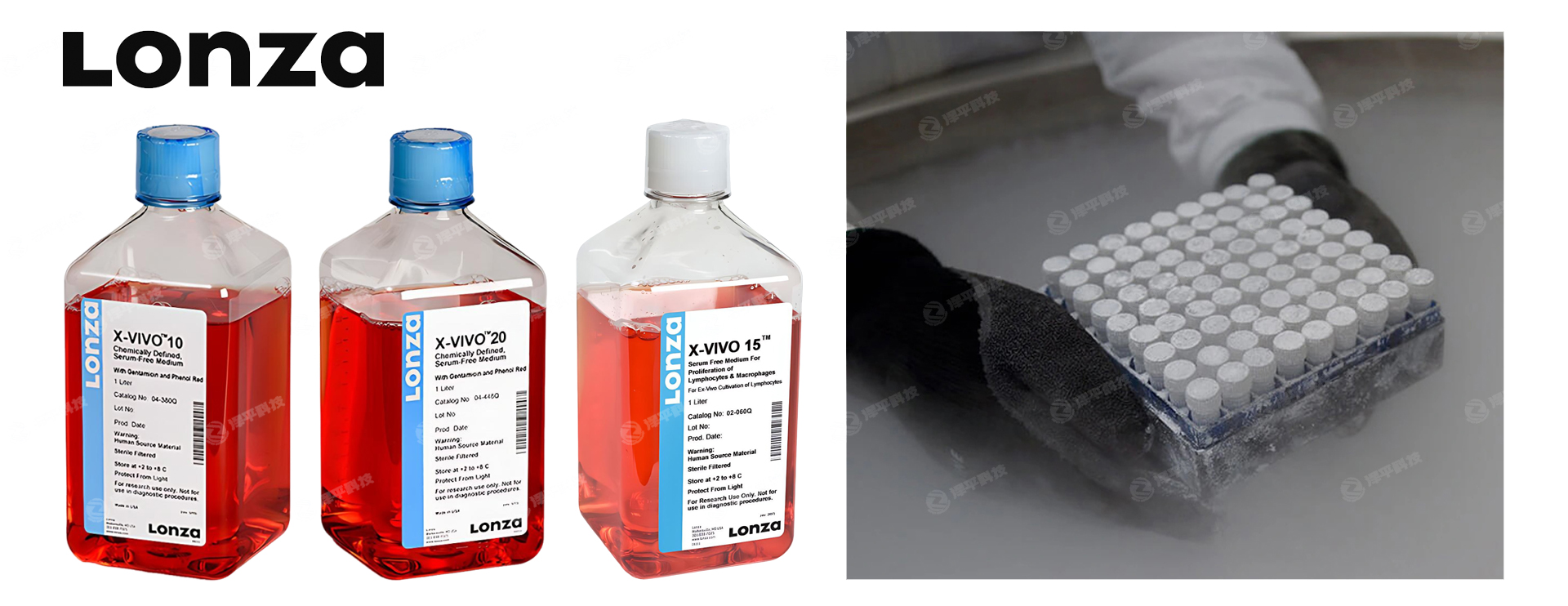 Lonza�����ѪCD34+��Ѫ��ϸ��/��ϸ����X-VIVO��Ѫ����Ѫ��ϸ��������ʵ��ͼ