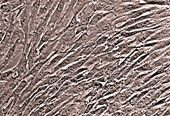 Lonza人骨髓来源间充质干细胞hMSC/BMSC Human Bone Marrow Mesenchymal Stem Cells