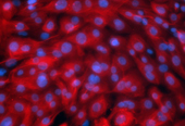 新型冠状病毒靶细胞 人支气管上皮细胞 LONZA原代细胞