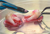 Lonza人牙髓干细胞 DPSC,Human Dental Pulp Stem Cells