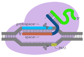 IDT Alt-R CRISPR-Cas9基因编辑系统