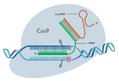 IDT CRISPR/Cas9核酸酶、CRISPR/Cas12a(Cpf1)核酸酶