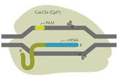 IDT Alt-R CRISPR-Cas12a（Cpf1）基因编辑系统